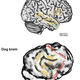 Illustration for article titled Scientists Find Striking Similarities Between Human and Dog Brains